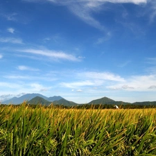 peaks, Mountains, Lany, cereals, green ones