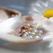 Pearl, daisy, shell