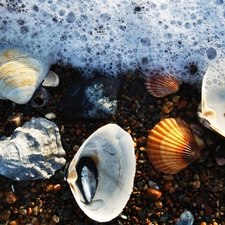 Shells, Pebble