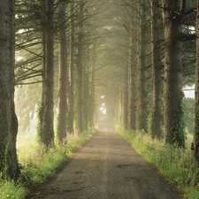 forest, penetrating, luminosity, ligh, flash, Way, Simple, sun