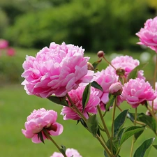 Pink, Peonies