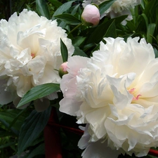 Peonies, Flowers, White