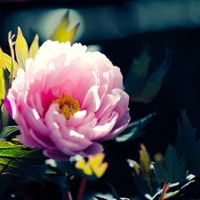 peony