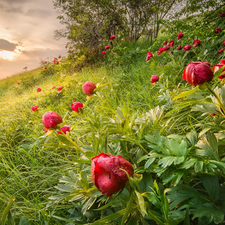 Flowers, slope, grass, peony