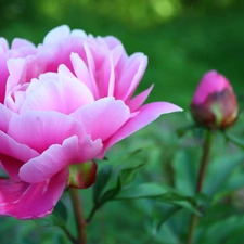 Pink, peony