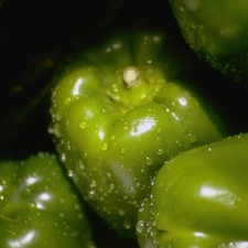 pepper, WET, Green