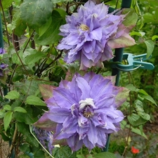 purple, an, Pergola, Clematis