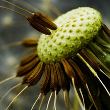 puffball, pericarp