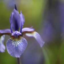 iris, Colourfull Flowers, petal, lilac