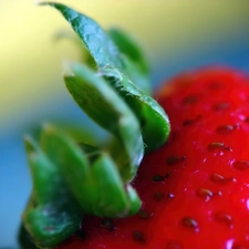 Strawberry, petiole