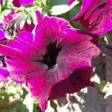 Flowers, Petunia