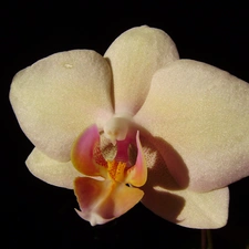 orchid, Phalaenopsis
