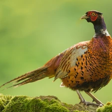 pheasant, Moss