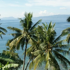 Philippines, Palms, Ocean