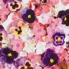 color, pansies, phlox, Flowers