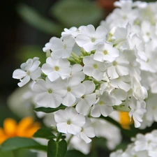 White, phlox