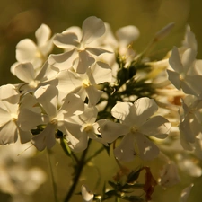 White, phlox