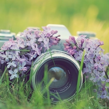 Flowers, Camera, photographic, lilac