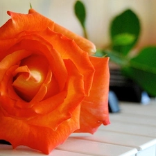 salmon, keyboard, Pianos, rose