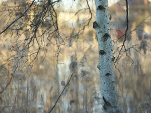 branch pics, birch-tree, trees