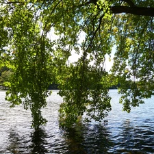 lake, branch pics