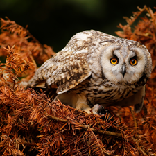 owl, conifer, branch pics, Brown Owl