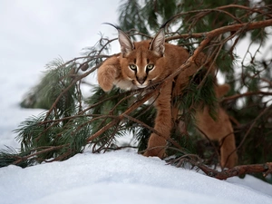 winter, Caracal, branch pics