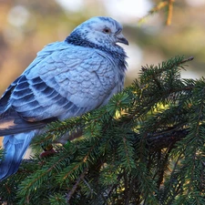 Bird, Softwood, Twigs, pigeon