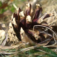 cone, dry, pine, grass