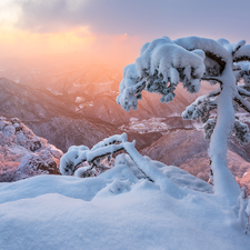 pine, winter, Mountains