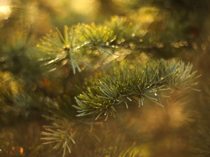 pine, needles