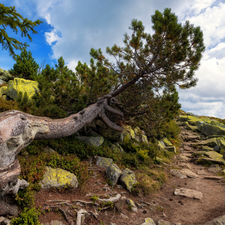 mossy, Mountains, trees, pine, Stones, Path