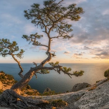 clouds, Sunrise, trees, pine, rocks, sea