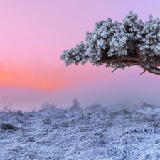 pine, Great Sunsets, frosty, trees, winter