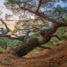 trees, Mountains, sea, pine