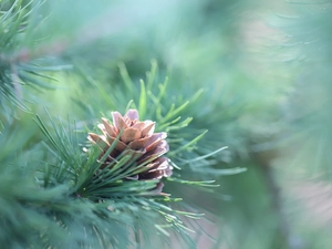 pine, cone, twig