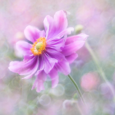 anemone, Colourfull Flowers, Pink