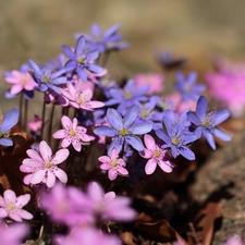 Pink, Liverworts, Blue