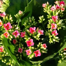 Kalanchoe, Colourfull Flowers, Pink