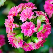 Kalanchoe, Colourfull Flowers, Pink