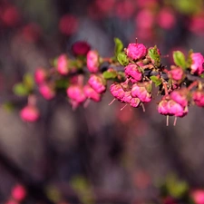 Flowers, cotoneaster rozkrzewione, Pink