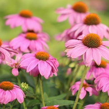 echinacea, Flowers, rapprochement, Pink