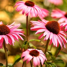Flowers, echinacea, blur, Pink