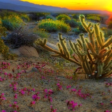 Pink, Flowers, west, sun, Cactus