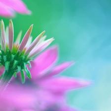 Colourfull Flowers, echinacea, Pink