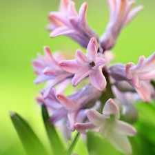 Colourfull Flowers, hyacinth, Pink