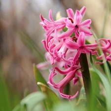 Colourfull Flowers, hyacinth, Pink