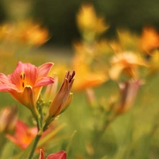 Colourfull Flowers, Lily, Pink