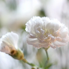 Colourfull Flowers, White, pink