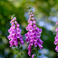 Flowers, Purple Foxglove, Pink